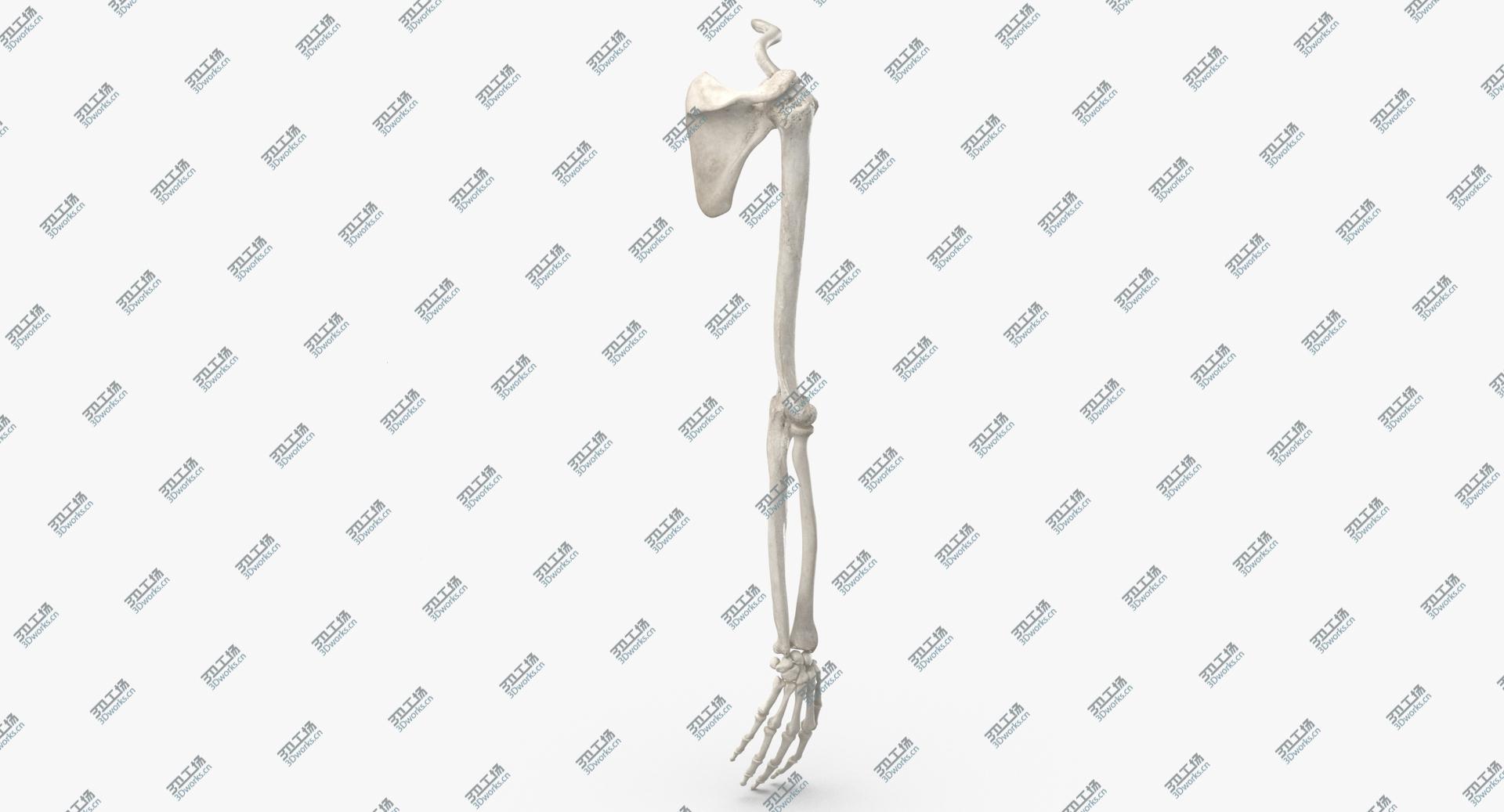 images/goods_img/202104094/Real Human Arm Scapula and Clavicle Bones Anatomy White 01 3D model/1.jpg
